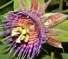 Dolce Calebash, Passiflora