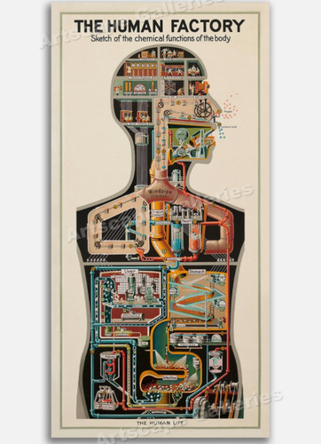 The human factory anatomia - human,
