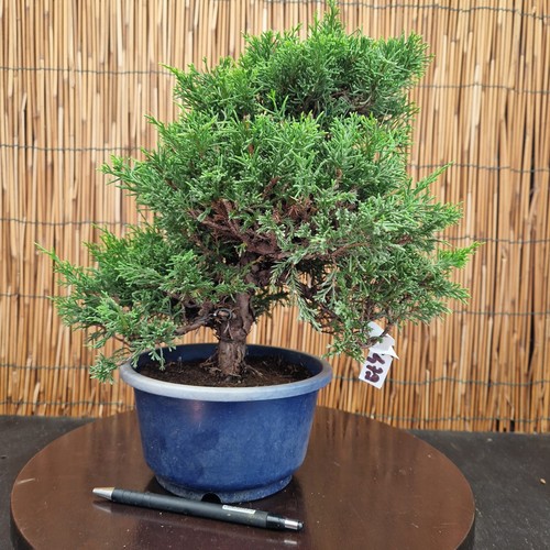 Bonsai ginepro itoigawa h - di,