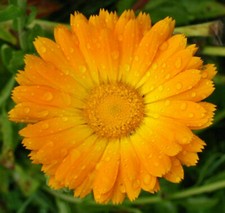CALENDULA OFFICINALIS - CALENDULA, 50 SEMI SELEZIONATI