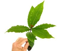 Laurus nobilis | Bay laurel |