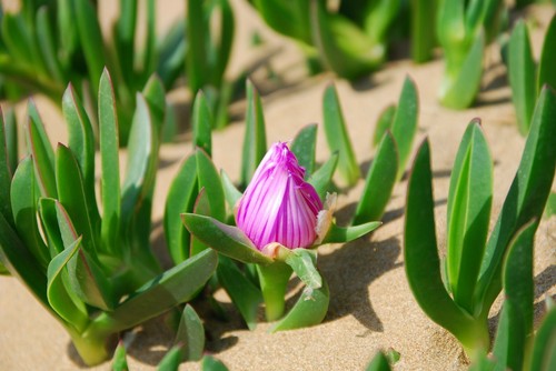 Carpobrotus edulis rosa - , e