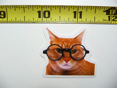 Divertente gatto gattino - divertente,