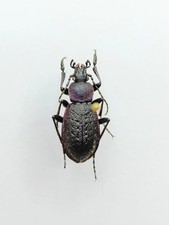 Entomology Taxidermy : Morphocarabus Odoratus Melleus 13mm+/-. A1-