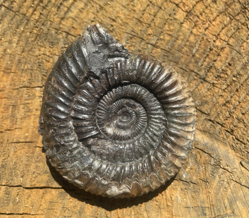Dactylioceras ammonite fossil - ammonite,