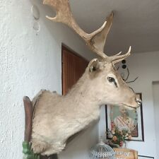 Trofeo di caccia capriolo scudo corna imbalsamato tassidermia taxidermy no birds