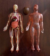 Lotto 2 Modellini anatomici, Maschio, Esplorando il corpo umano 2009 DE AGOSTINI