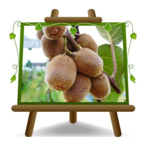Actinidia kiwi jenny - actinidia,