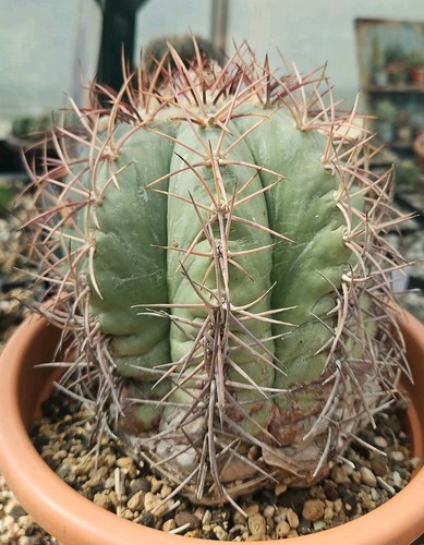 Echinocactus horizonthalonius