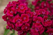 1000 semi chiodi di garofano