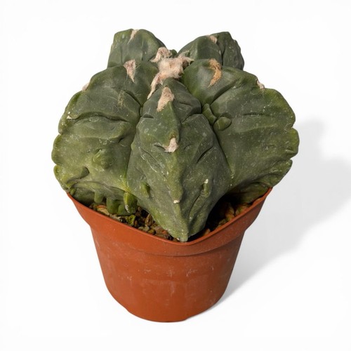 Astrophytum myriostigma - astrophytum,
