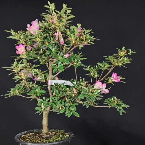 Bonsai satsuki azalea hana - bonsai,