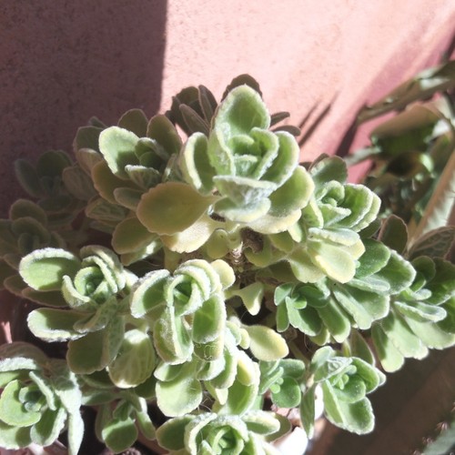 Varietà plectranthus - varietà, di