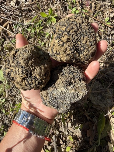 Tartufo scorzone fresco 100gr - tartufo,