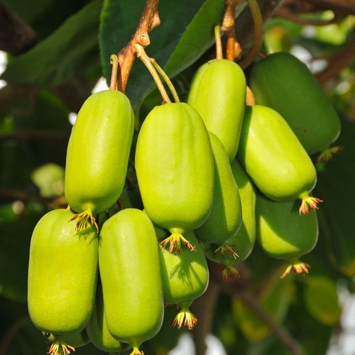Actinidia jumbo leccio femmina - actinidia,