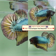 Pesce Betta vivo (Thailandia)