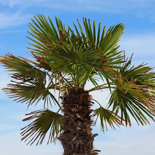 40pz pianta trachycarpus - pianta,