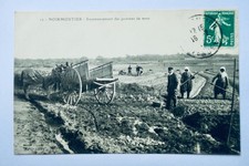 Semina Di Patate Noirmoutier