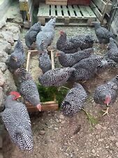 24x Uova feconde Amrock Uova