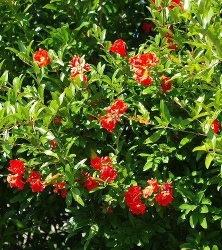 Pianta melograno fiore - pianta,