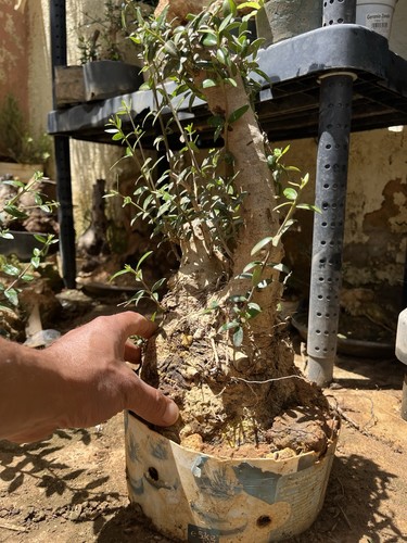 Bonsai olivastro tronco - ,