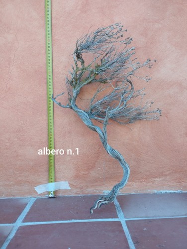 Alberelli timo per diorami - alberelli,
