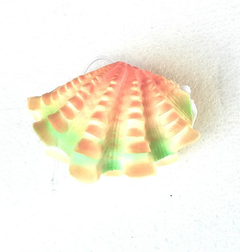 Conchiglia mare - conchiglia,