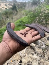 Semi Carrubo  / 5 Carrube Con