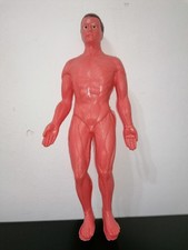 Modellino Esplorando Il Corpo Umano