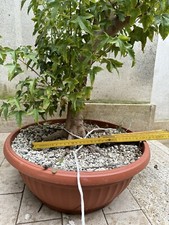 Pre bonsai Acero Burgerianum con fantastico nebari