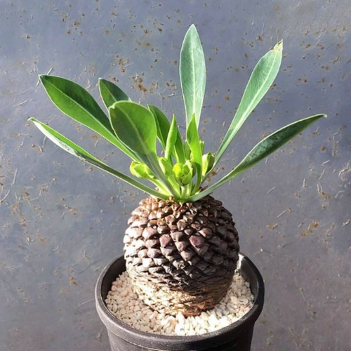 Piante cactus succulente - di,