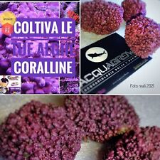 ?✅?NEW! Starter Kit x3 Alghe Coralline Viola Acquario Marino Rocce Vive Calcar