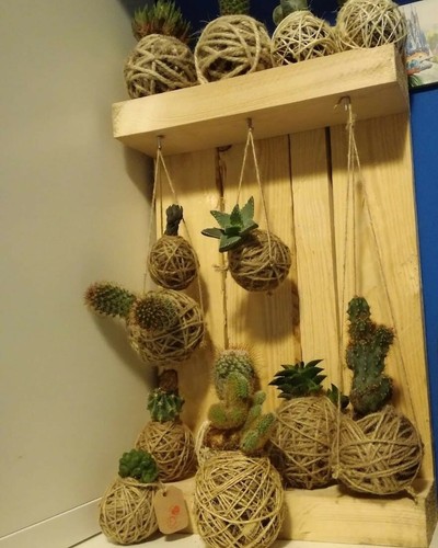 Kokedama piante grasse - kokedama,