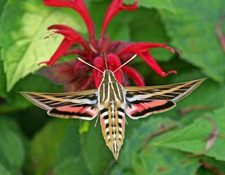 White lined sphinx moth pupae