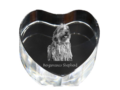 Cane pastore bergamasco - cane,