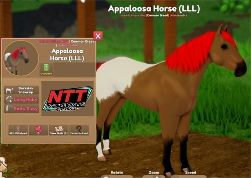 Wild horse islands - horse,