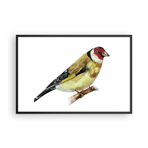 Poster 91x61cm cardellino - poster,