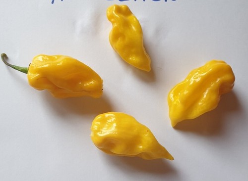 Semi peperoncino - 20, di