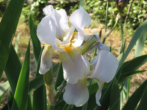 Rizoma iris germanica - di,
