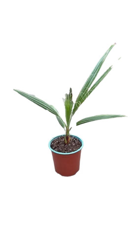 Washingtonia robusta