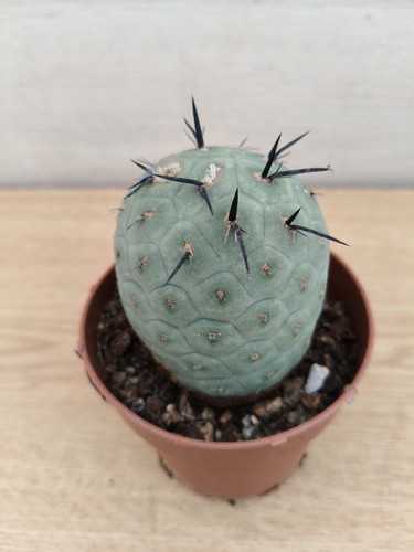 9439 tephrocactus geometricus - 9439,