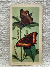 1965 #15 Milbert's Tortoise