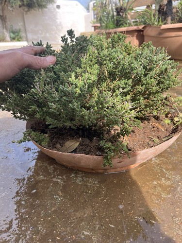 Bonsai timo macchia - bonsai,