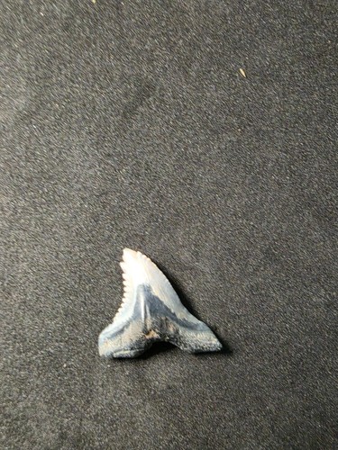 Amazing inch snaggletooth - 1.08,