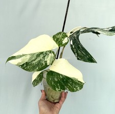 Monstera Albo Variegata UNIQUE