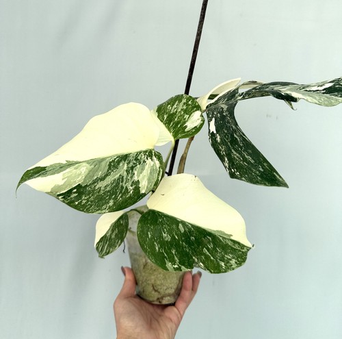 Monstera albo variegata unique - monstera,