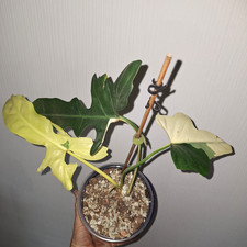 Philodendron Golden Dragon