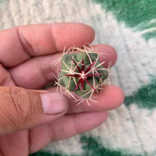 Pianta cactus succulenta - pianta,