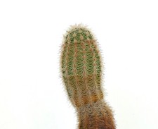 Echinocereus reichenbachii KY6 very old plant