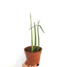 Ceropegia dichotoma 3 STEMS